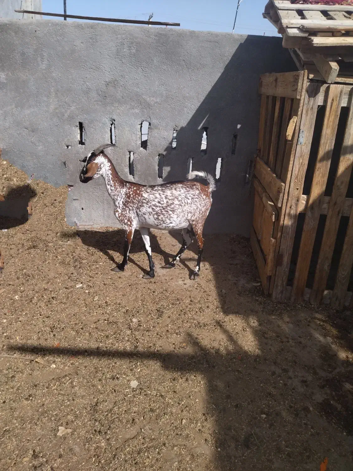 کهره آغوس|حیوانات مزرعه|قشم, |دیوار