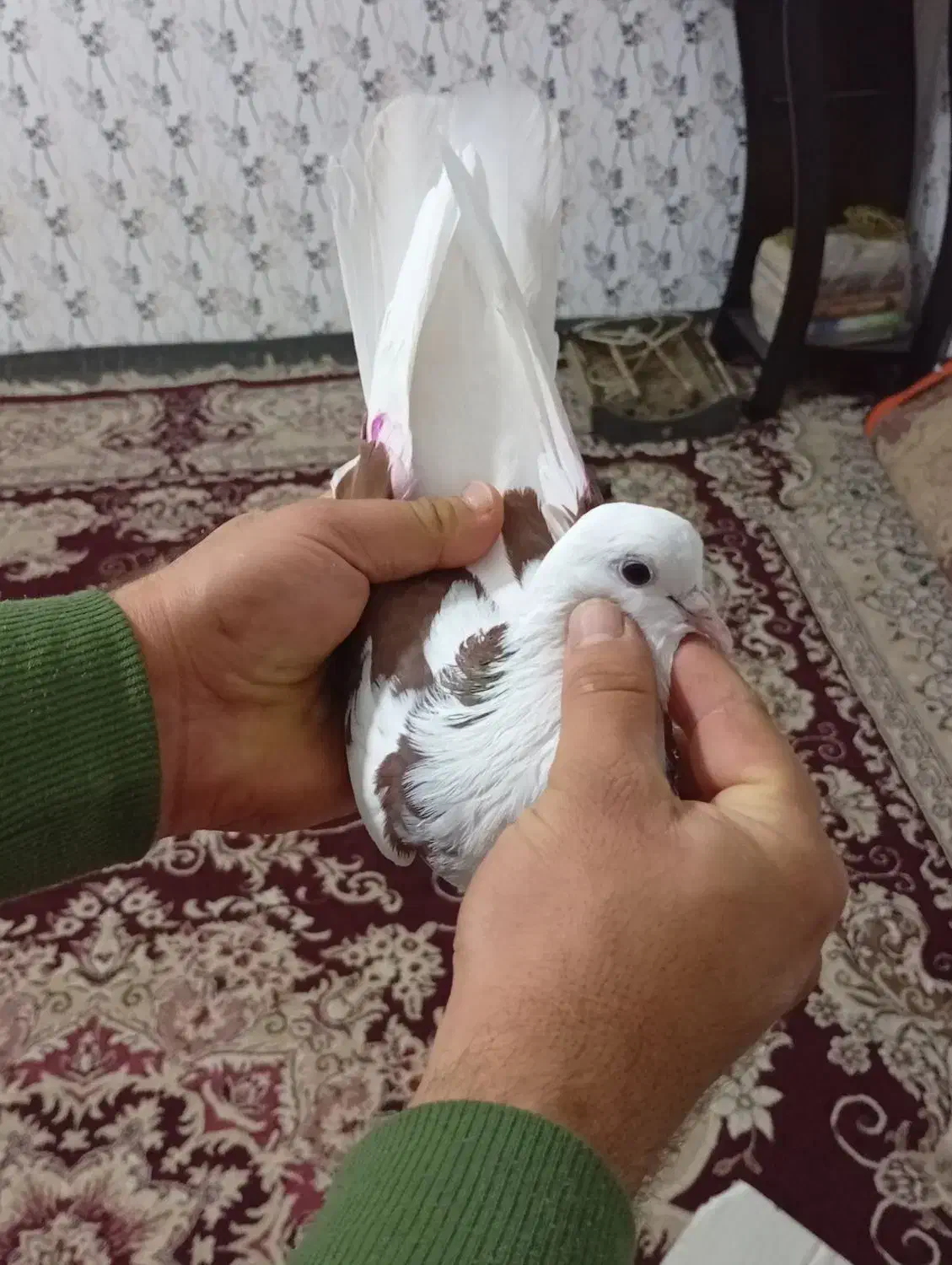 فوق زوردار|پرنده|کرمانشاه, |دیوار