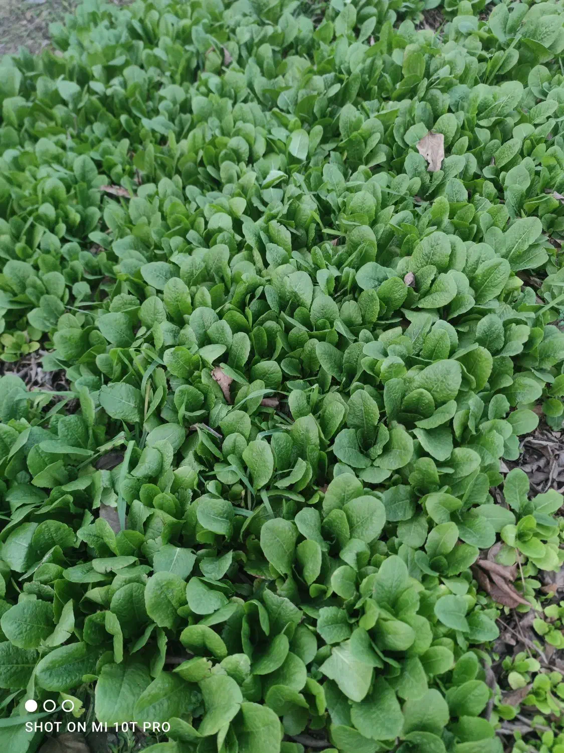 بذر کاهوپیچی درجه۱|خدمات باغبانی و درختکاری|آزادشهر, |دیوار