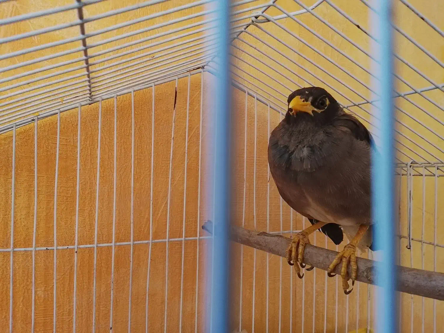 مرغ مینا بخون و سرحال|پرنده|تهران, اتابک|دیوار