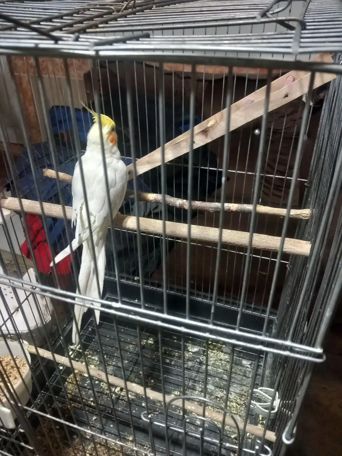 عروس هلندی|پرنده|پاکدشت, پاکدشت (مامازند)|دیوار