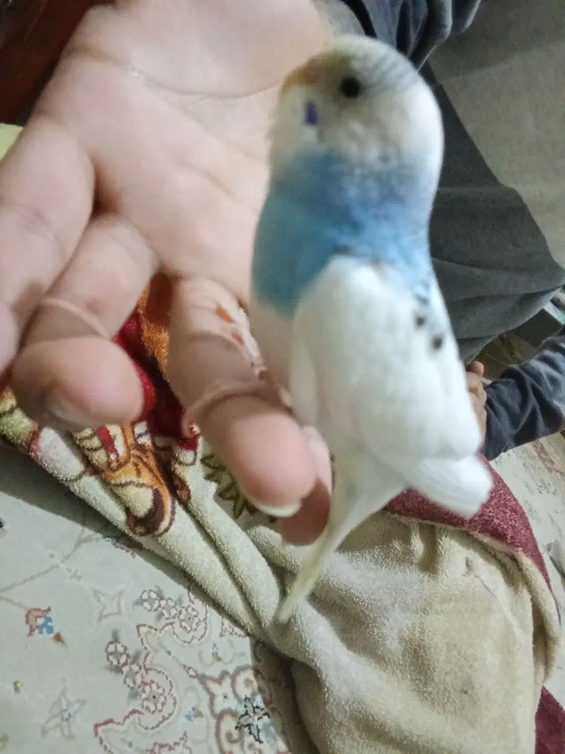 جوجه مرغ عشق رنگ خاص دستیه گاز بلد نیست بگیره|پرنده|فردیس, فردیس|دیوار