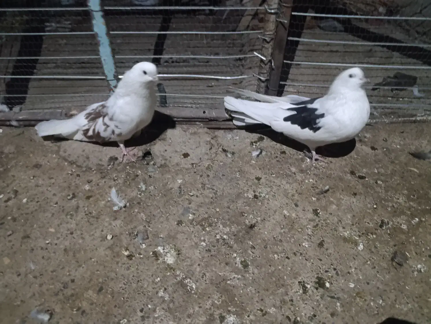 کبوتر پشت دار|پرنده|جیرفت, |دیوار