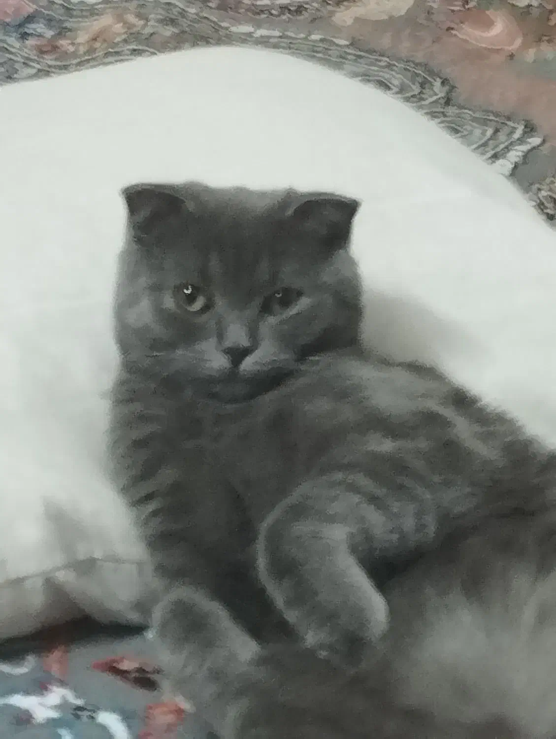 گربه اسکاتیش|گربه|یزد, |دیوار