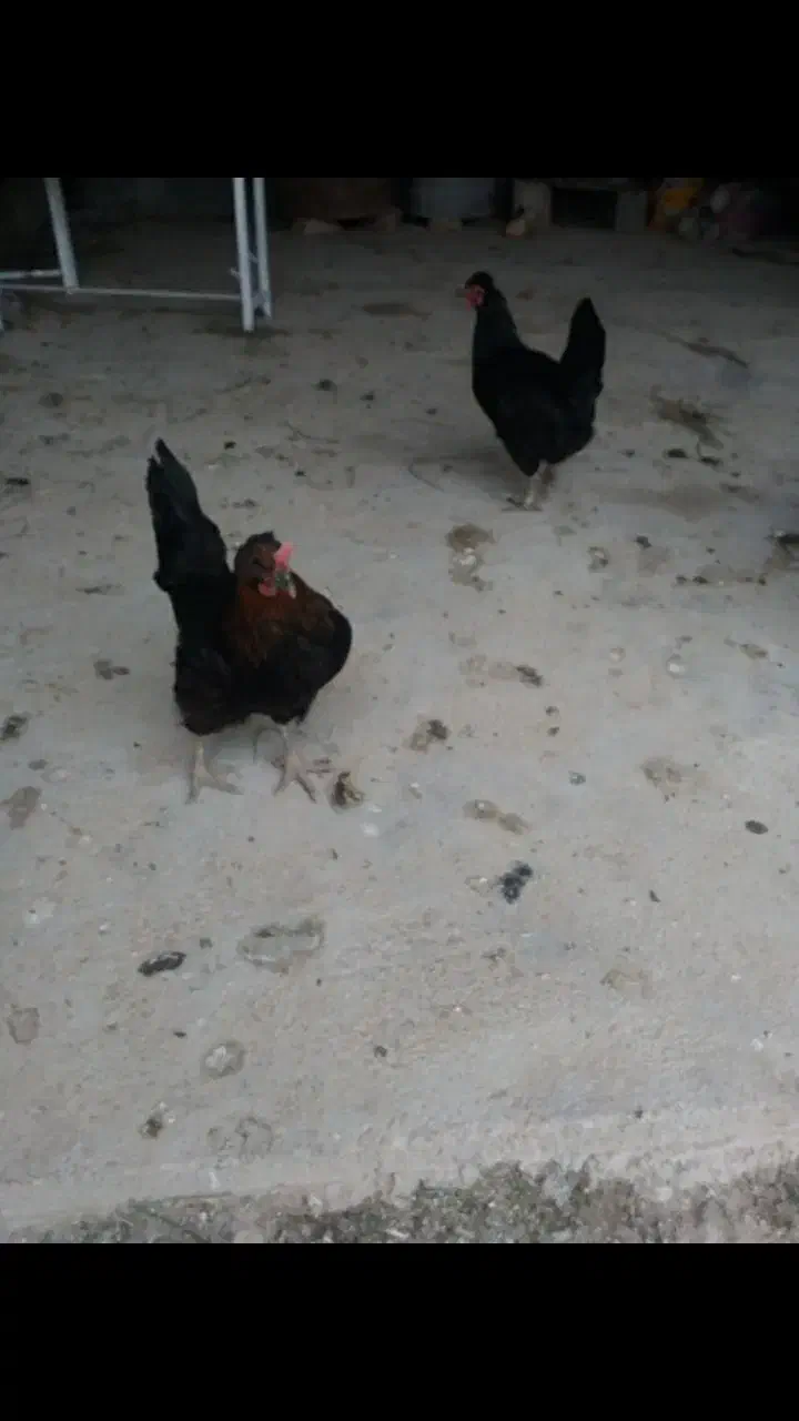 5 عدد مرغ کوردی تخم گذار|حیوانات مزرعه|سرپل ذهاب, |دیوار