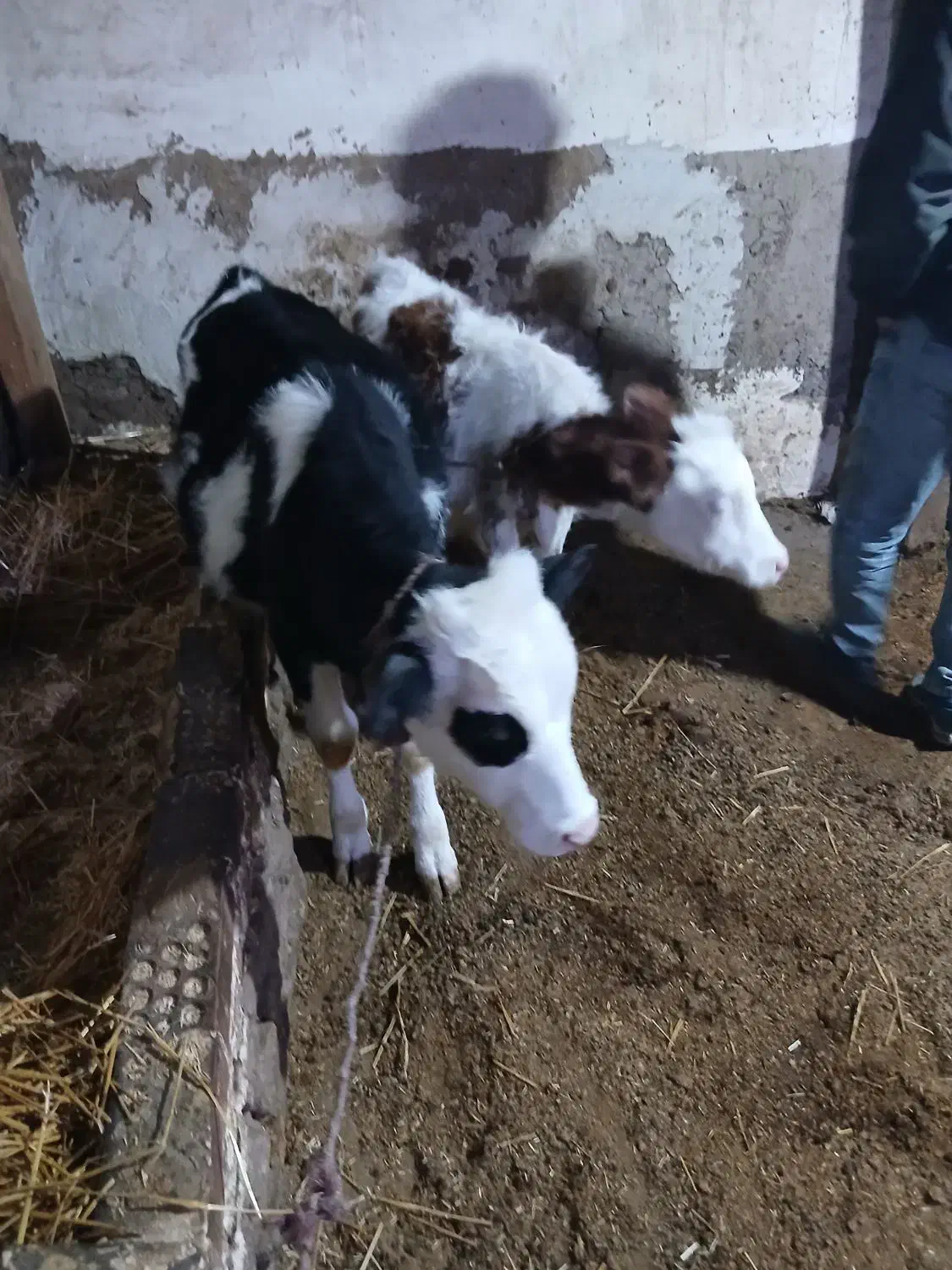 گوساله نر وماده|حیوانات مزرعه|ویلکیج, |دیوار