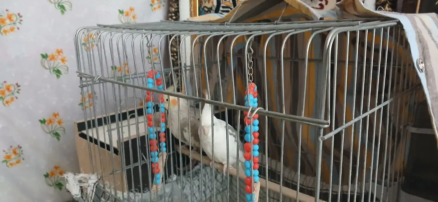 یک جفت عروس هلندی|پرنده|مشگین شهر, |دیوار