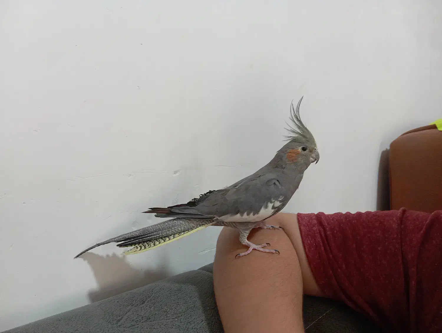 عروس هلندی ماده|پرنده|نورآباد, |دیوار