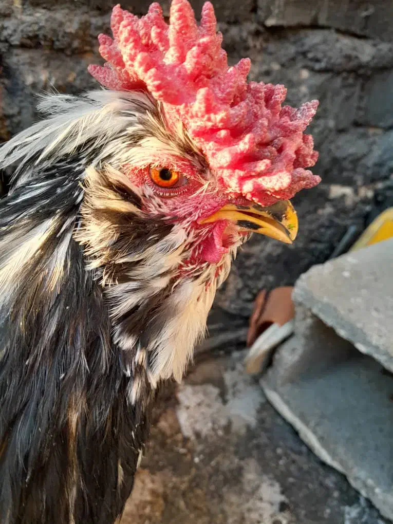 خروس گلین و مرغ لاری|حیوانات مزرعه|شیراز, کوشک میدان|دیوار