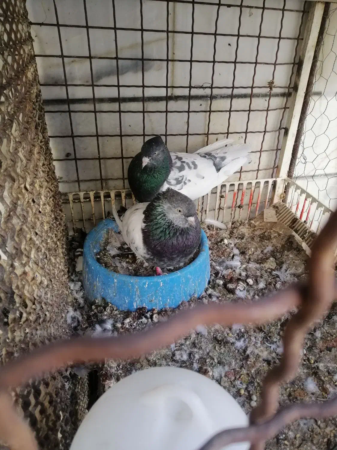 کفتر کبوتر کله سبز درجه یک به شرط همه چی میدم|پرنده|داراب, |دیوار