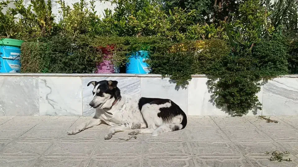 گمشده|حیوانات|جهرم, |دیوار