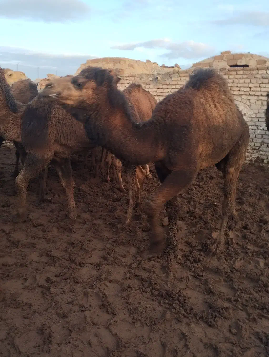 شتر چاق|حیوانات مزرعه|تهران, بهارستان|دیوار