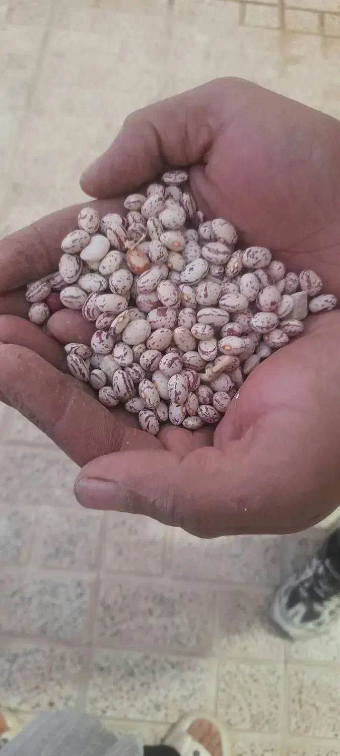 لوبیا چیتی خمین  فقط فقط 315هزار تومان|خوردنی و آشامیدنی|کاشان, فاز ۱ ناجی آباد|دیوار