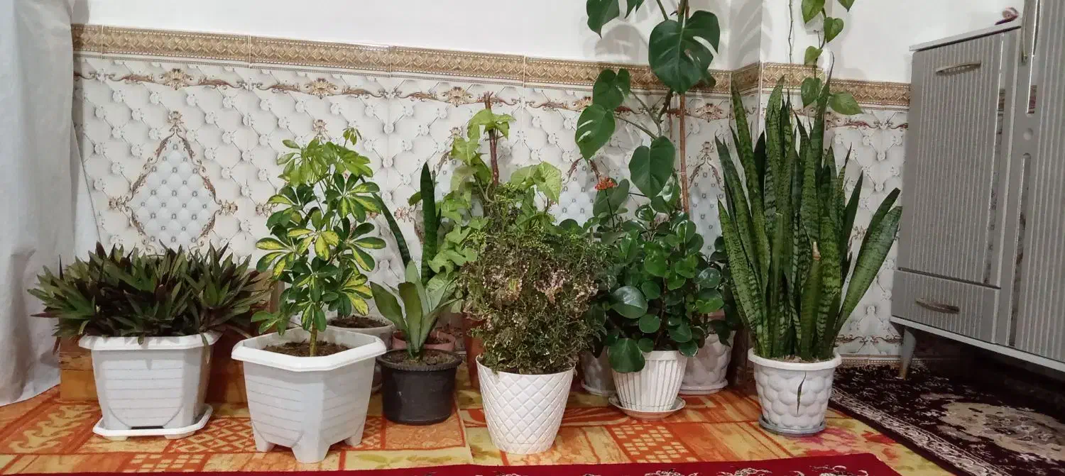 گل خانگی|گل و گیاه طبیعی|تیکمه داش, |دیوار