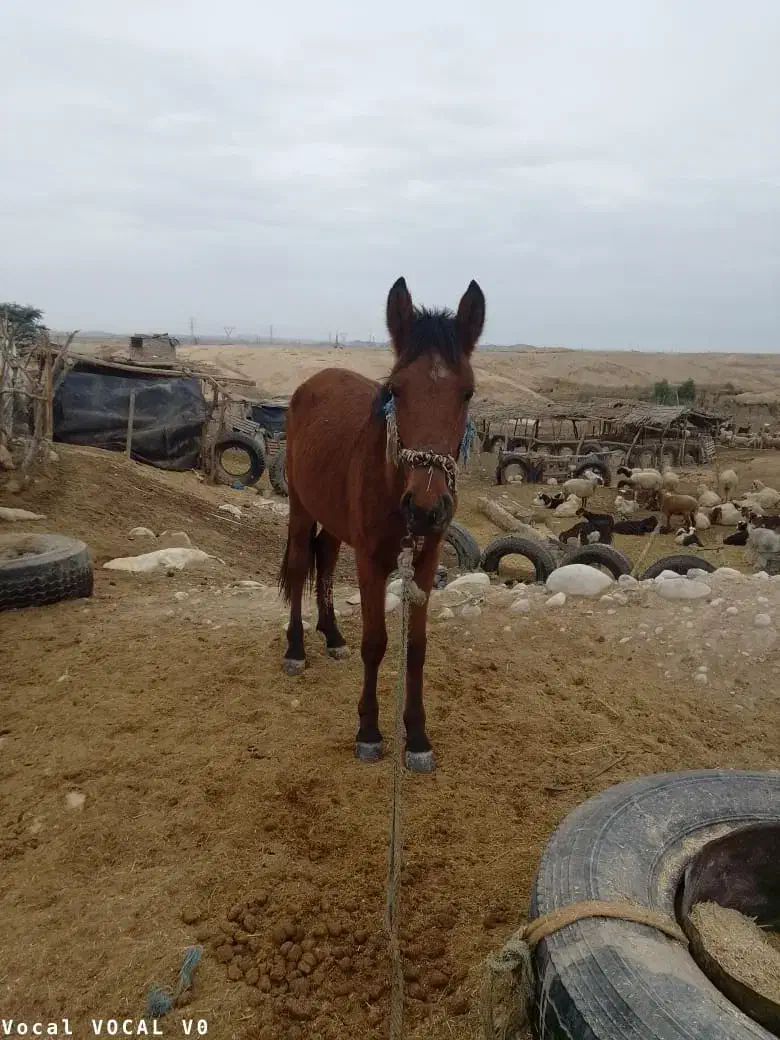 برا فروش|اسب و تجهیزات اسب‌سواری|رامشیر, |دیوار