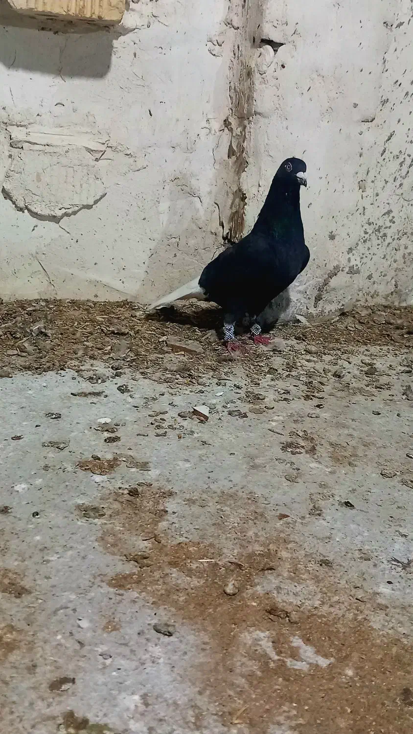 دمسفیدپلاکی|پرنده|مرودشت, کناره|دیوار