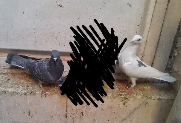 تعدادی کبوتر|پرنده|بهبهان, |دیوار