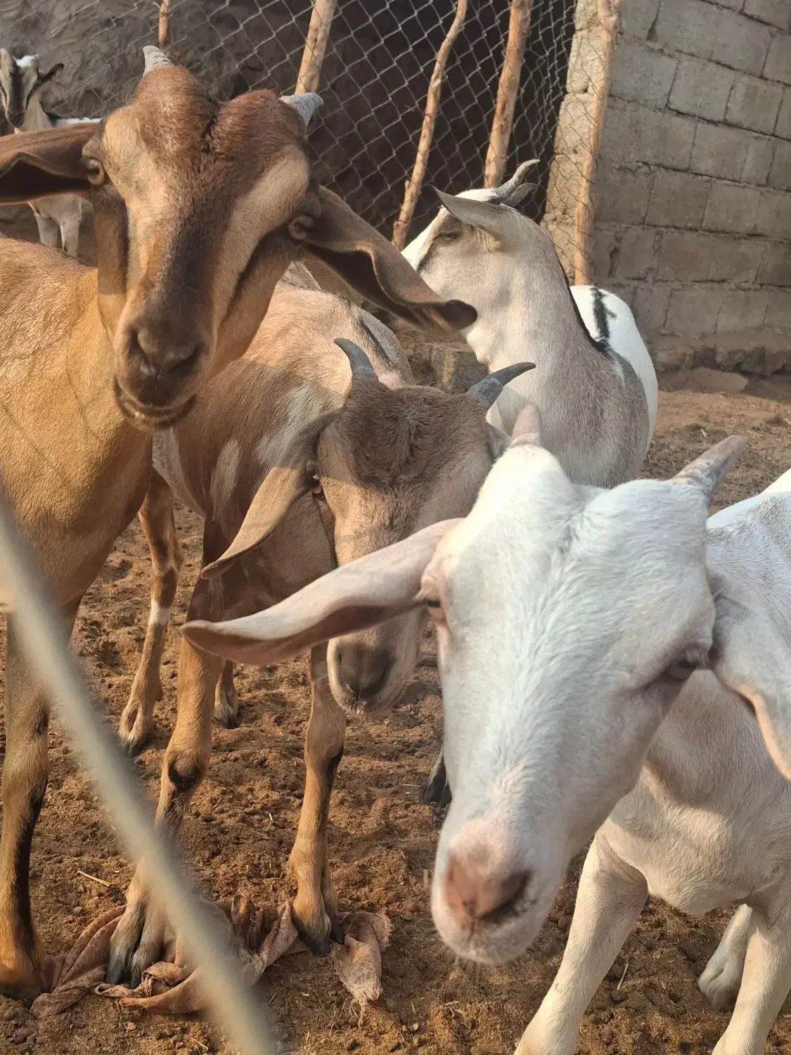 کهره و قوچ|حیوانات مزرعه|مهران (هرمزگان), |دیوار