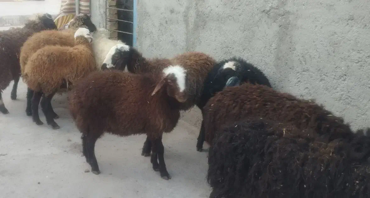 برع چاق جهت تمام مراسمات|حیوانات مزرعه|قزوین, |دیوار