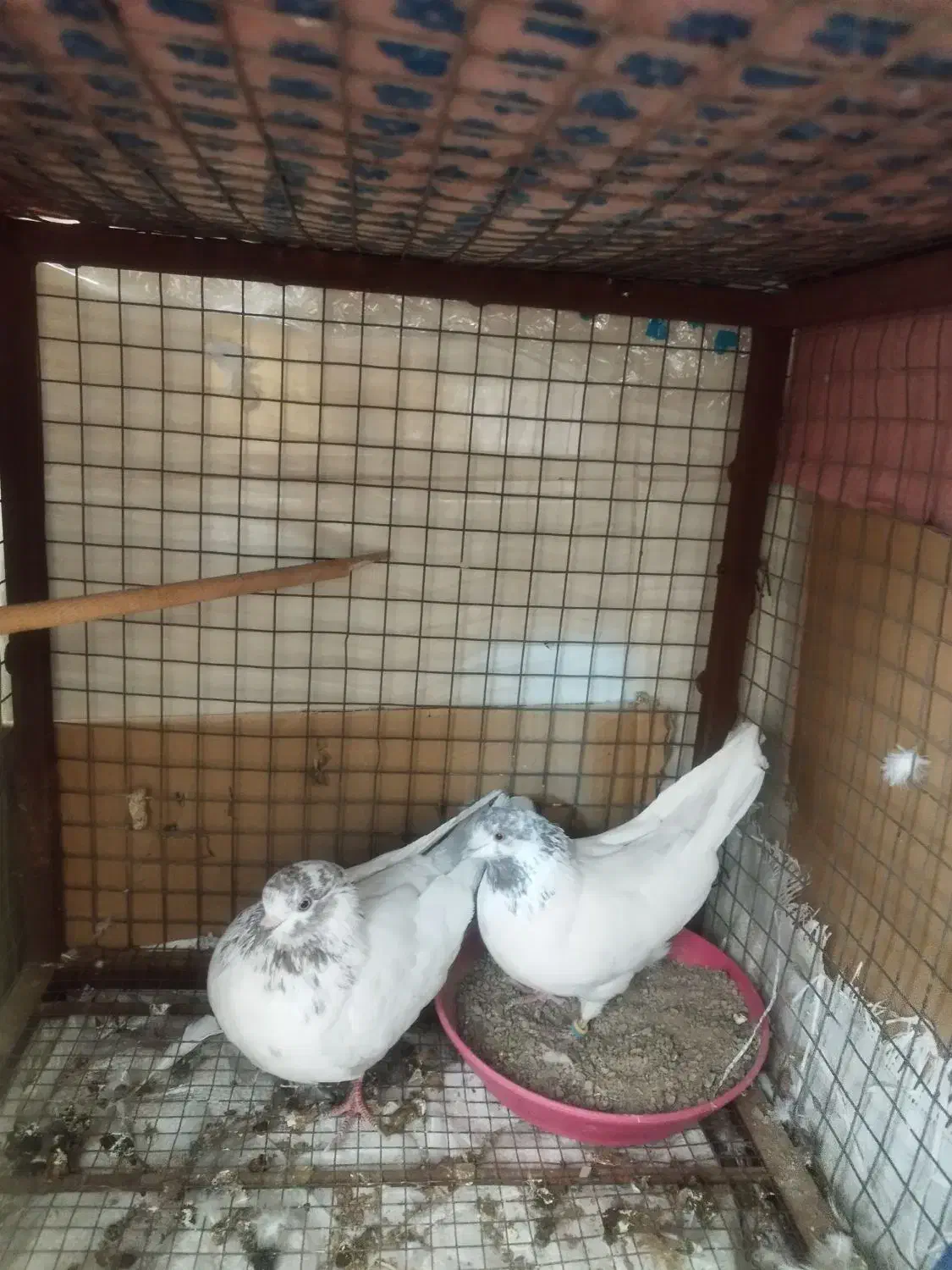 کله برنجی تیره قدیم یزدی|پرنده|یزد, |دیوار