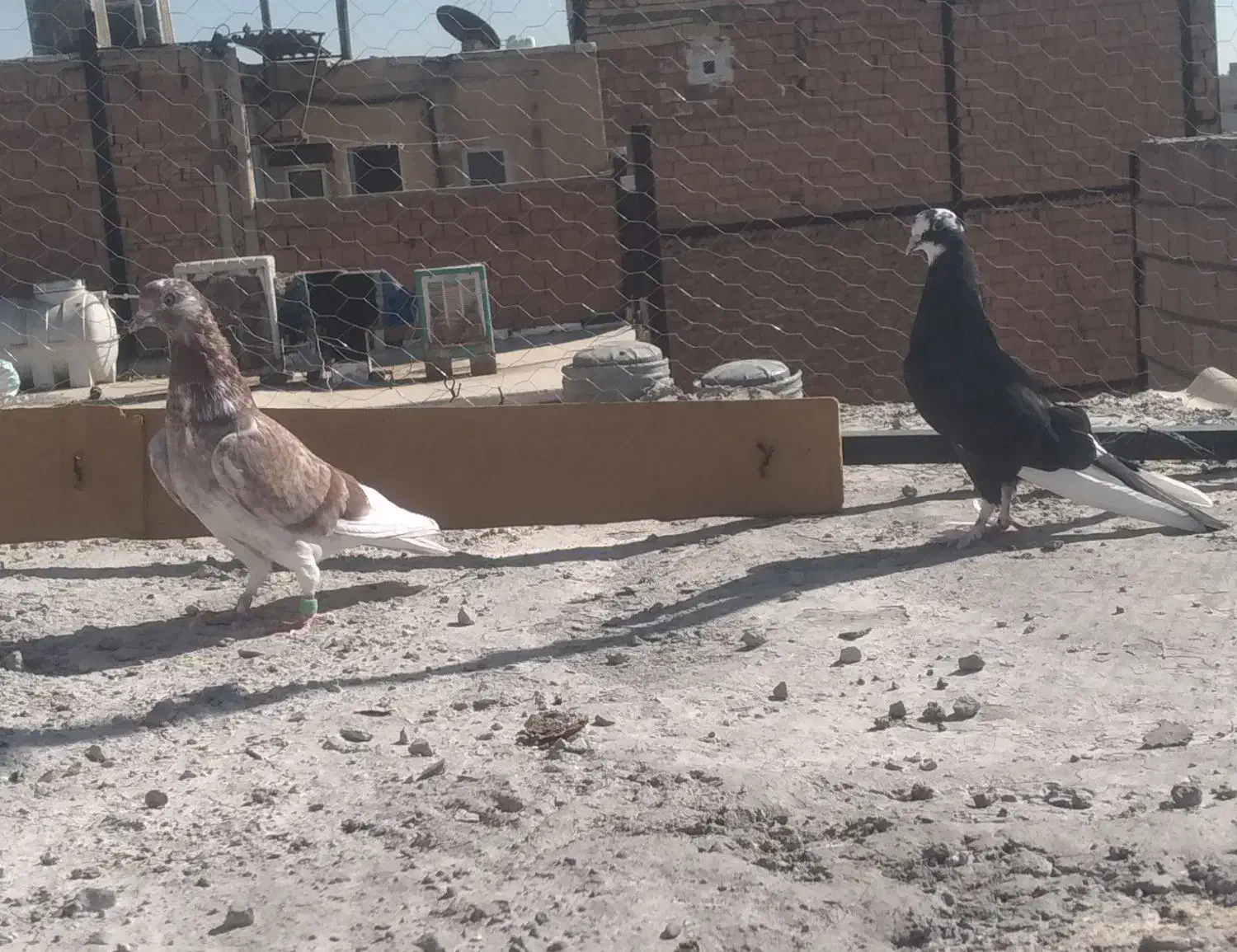 کفتر|پرنده|نسیمشهر, |دیوار