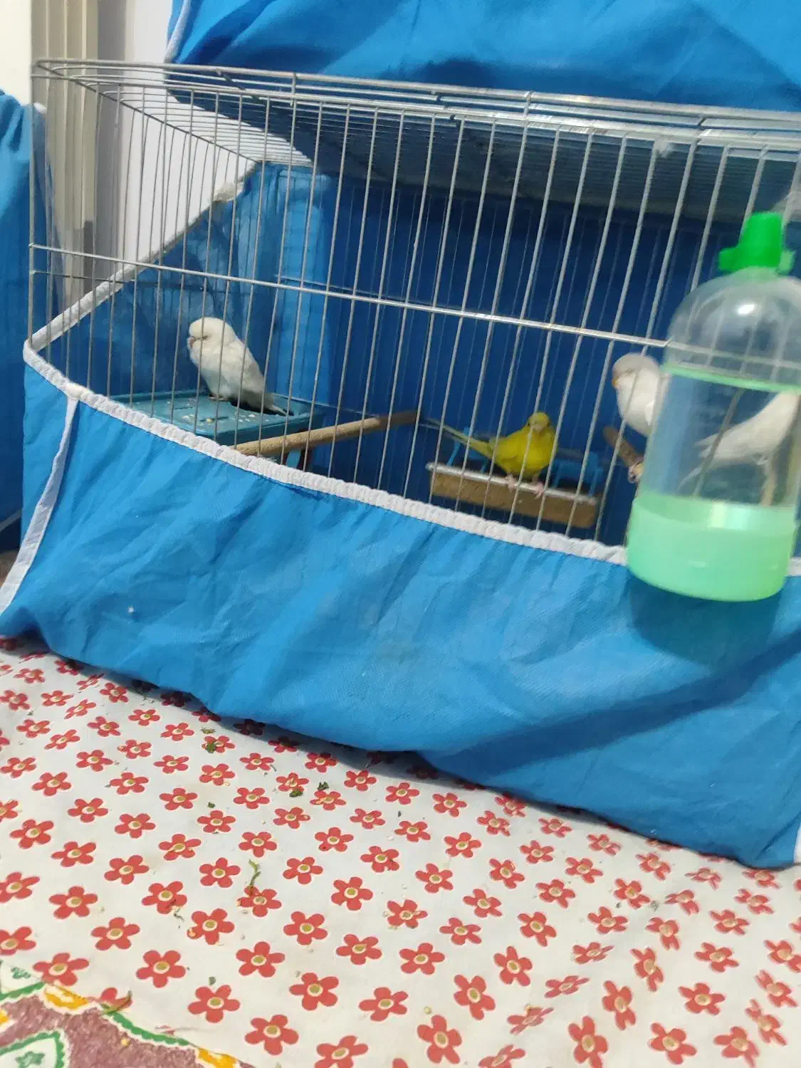 پرند مرغ مینا ومرغ عشق|پرنده|فولادشهر, مسکن مهر فولادشهر|دیوار