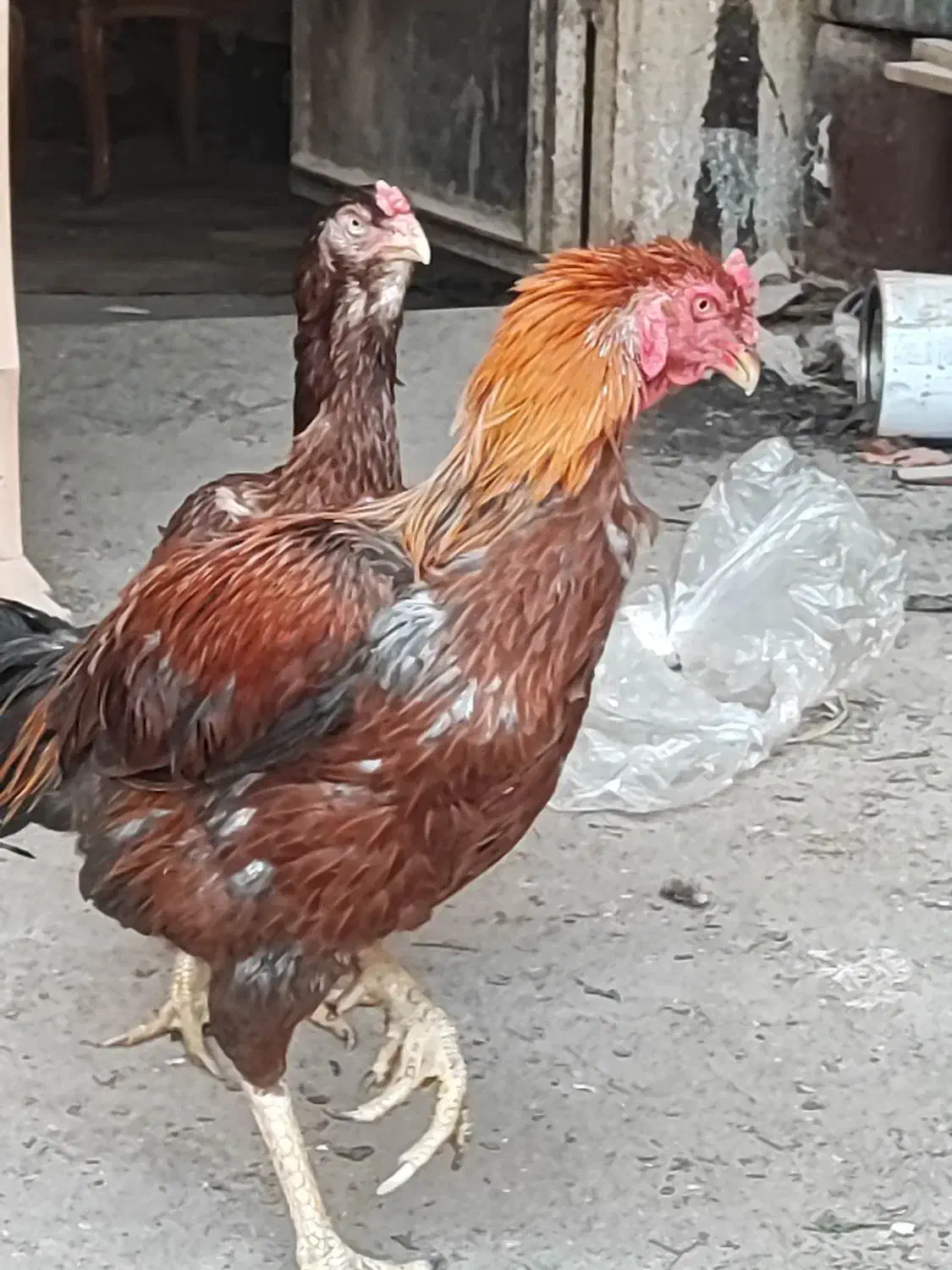 تخم مرغ لاری|حیوانات مزرعه|تهران, سعیدآباد|دیوار