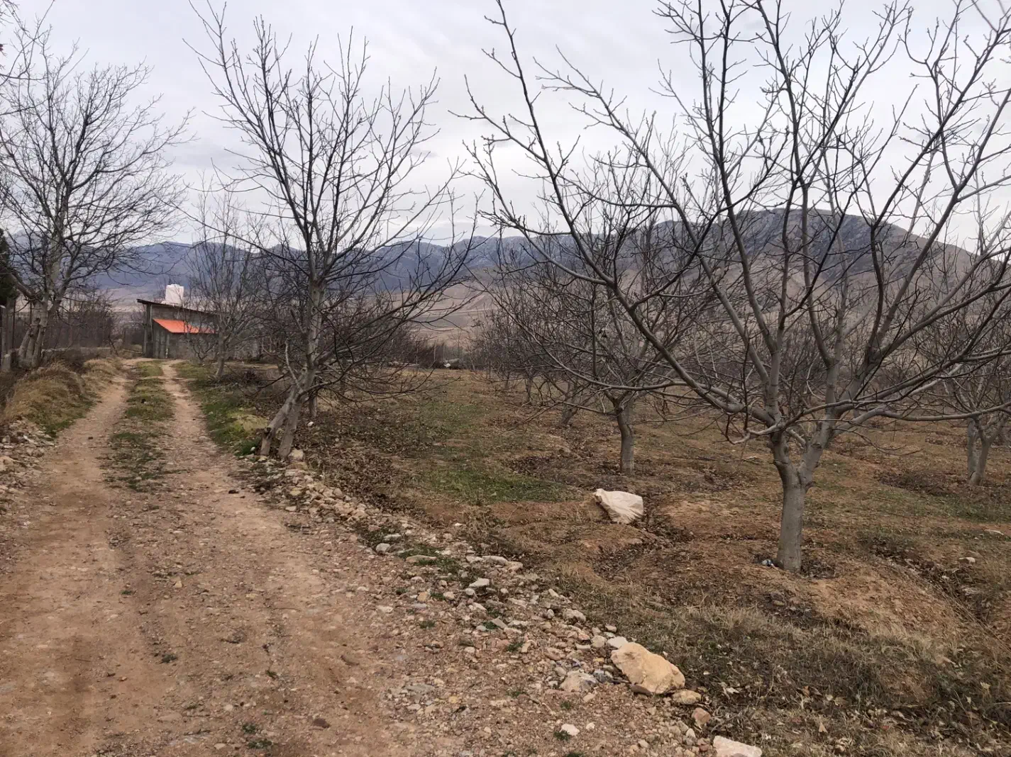 زمین کشاورزی و ویلایی در تلمادره|فروش زمین و ملک کلنگی|کیاسر, |دیوار