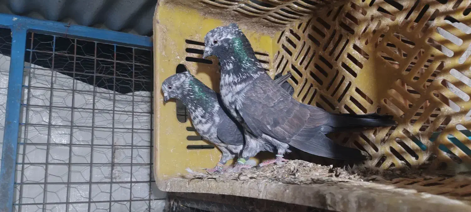 کبوتر پرشی|پرنده|فاضل آباد, |دیوار