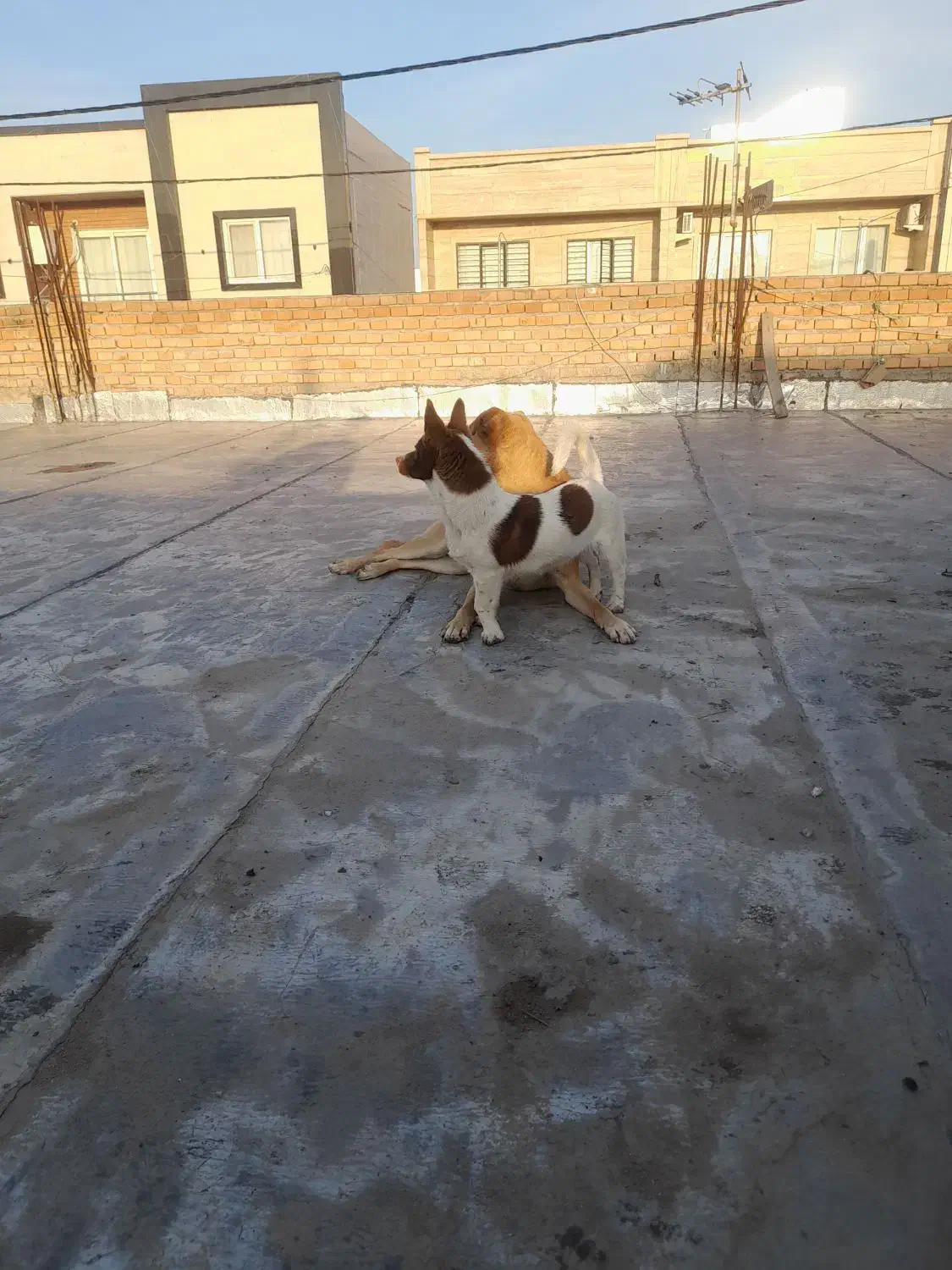 ۲قلاده سگ|سگ|گنبد کاووس, |دیوار