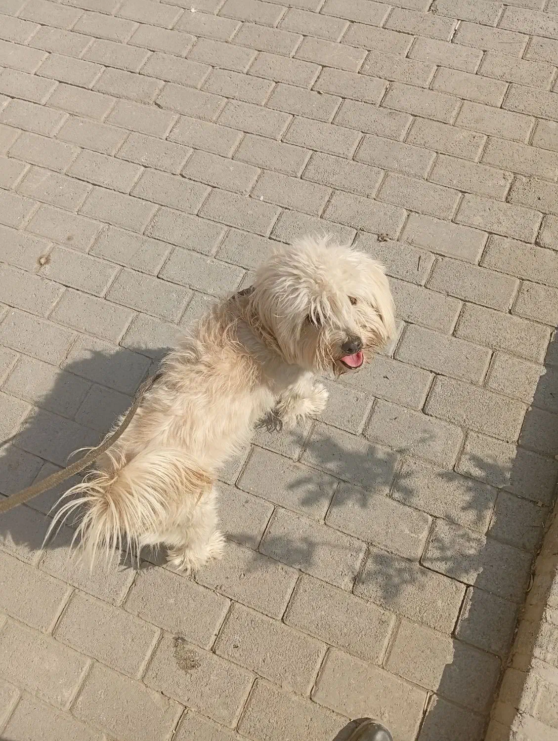 سگ شیتزو|سگ|مشهد, امیریه|دیوار