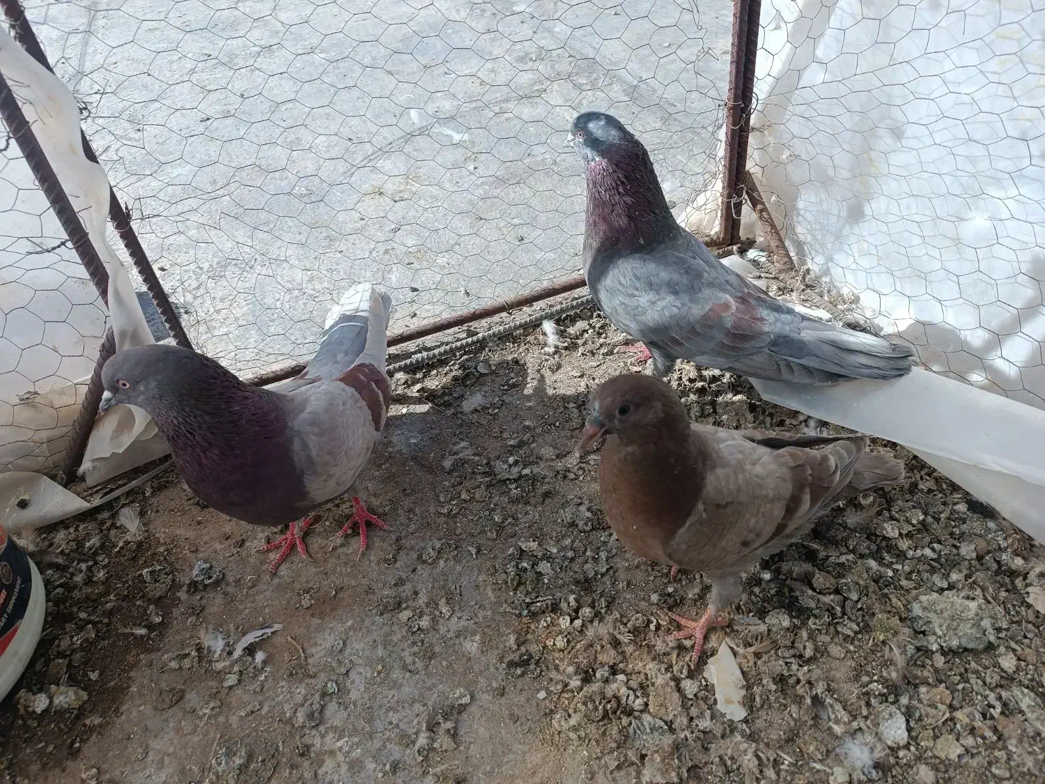 کفتر جفت|پرنده|بم, |دیوار