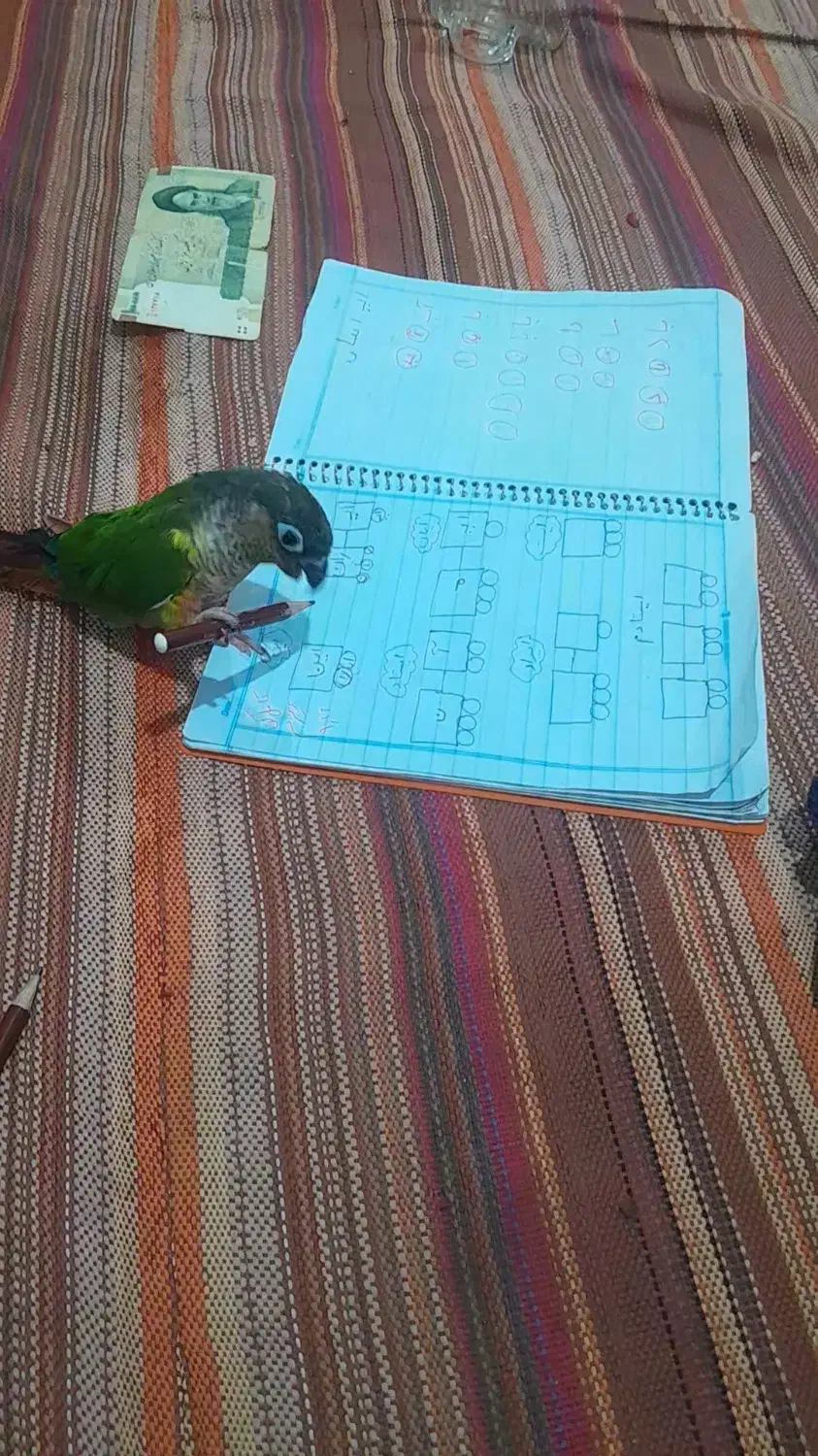 طوطی گیرنچیک کاملادستی|پرنده|ری, علایین|دیوار