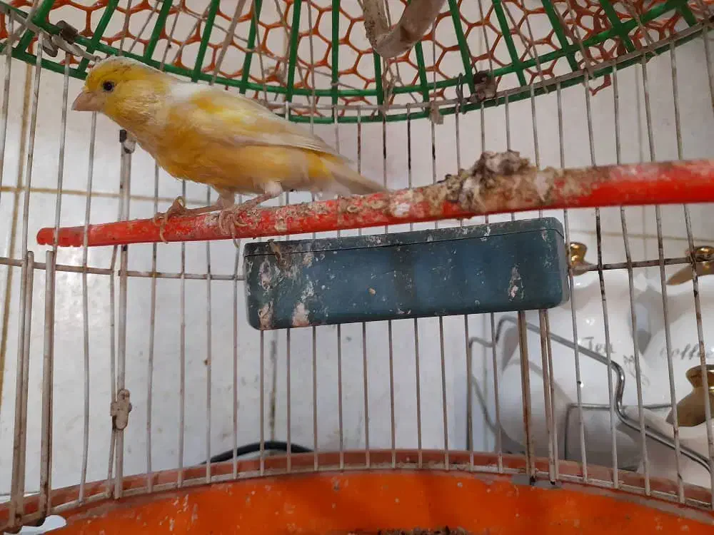 نرقناری خوب وخوشگل وبهترین رنگ|پرنده|هیرمند, |دیوار