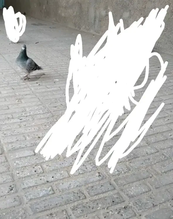 کبوتر نر|پرنده|نهبندان, |دیوار