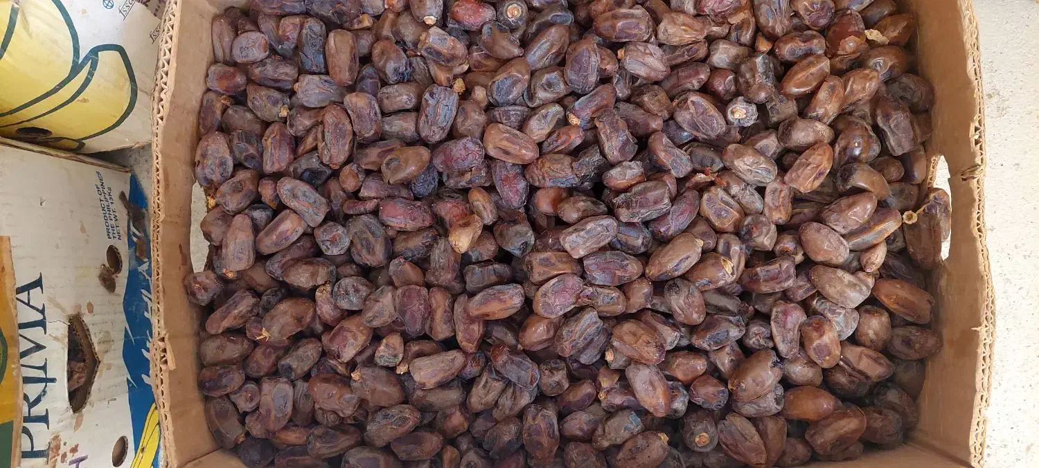 خرما کبکاب|عمدهفروشی|آبپخش, |دیوار