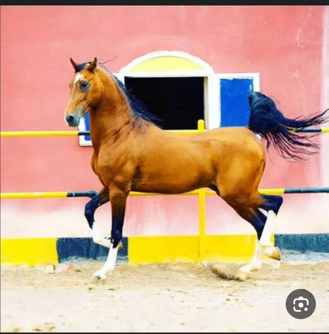 کره مادیان کره پلنگ قشقایی|اسب و تجهیزات اسبسواری|اصفهان, نقش جهان|دیوار