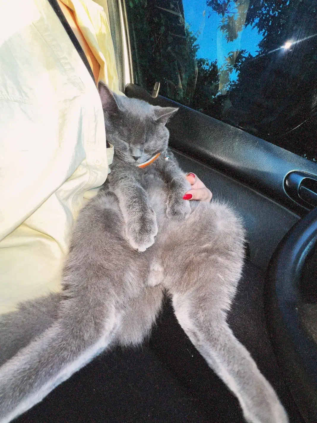 گربه بریتیش (جفت گیری)|گربه|گرگان, |دیوار