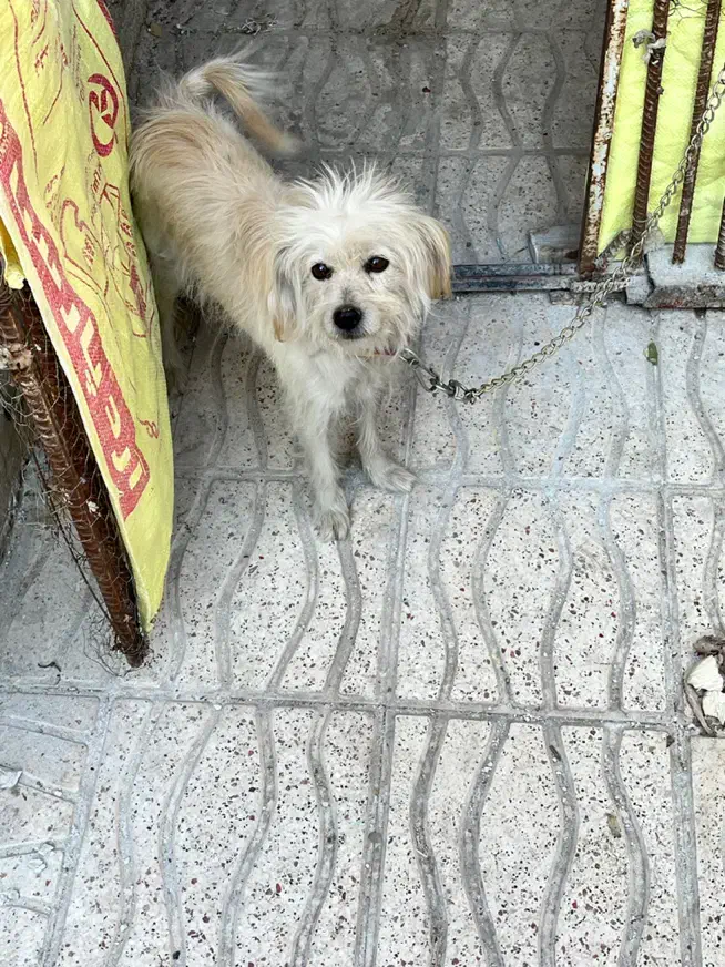 فروش یا معامله سگ شیتزو|سگ|سیرجان, |دیوار