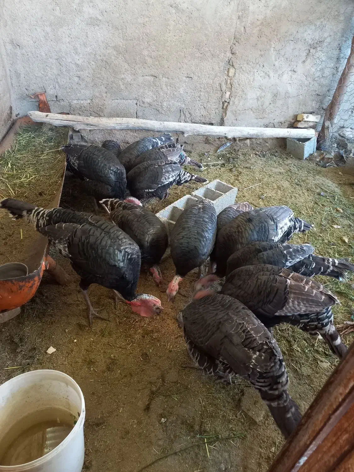 بوقلمون|حیوانات مزرعه|داراب, |دیوار