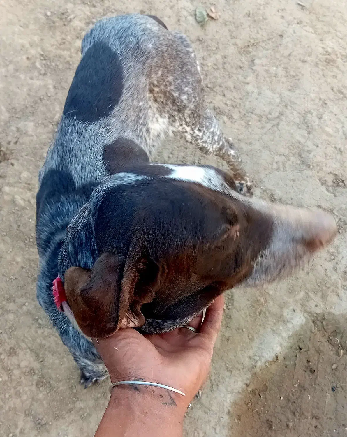 سگ دنبلان یاب حرفه ای حرف گوش کن واقعی بیاد|سگ|گلی داغ, |دیوار