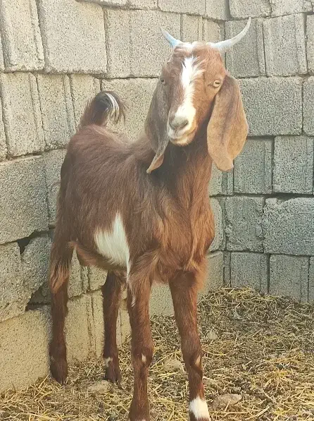 کهره نر|حیوانات مزرعه|وحدتیه, |دیوار