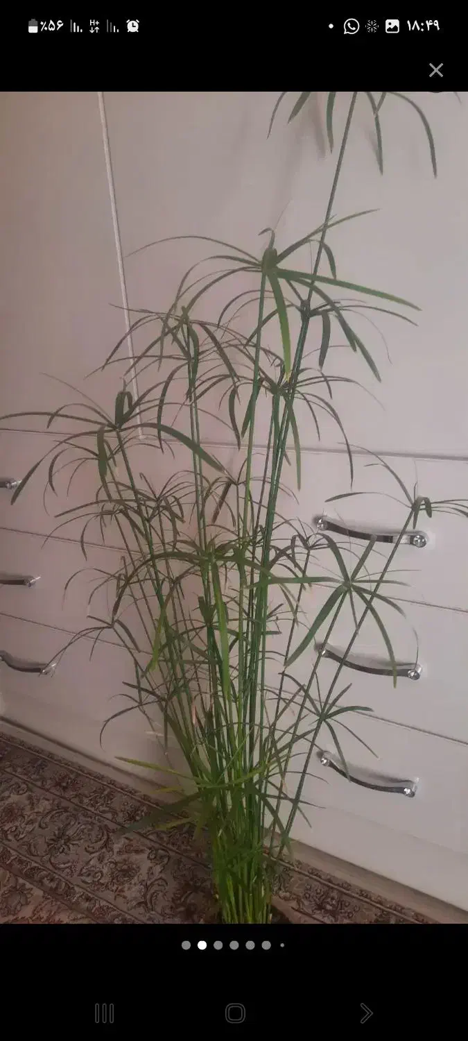 فروش نخل مرداب.کاکتوس.گل کاغذی.اشک تمساح|گل و گیاه طبیعی|کرمانشاه, |دیوار