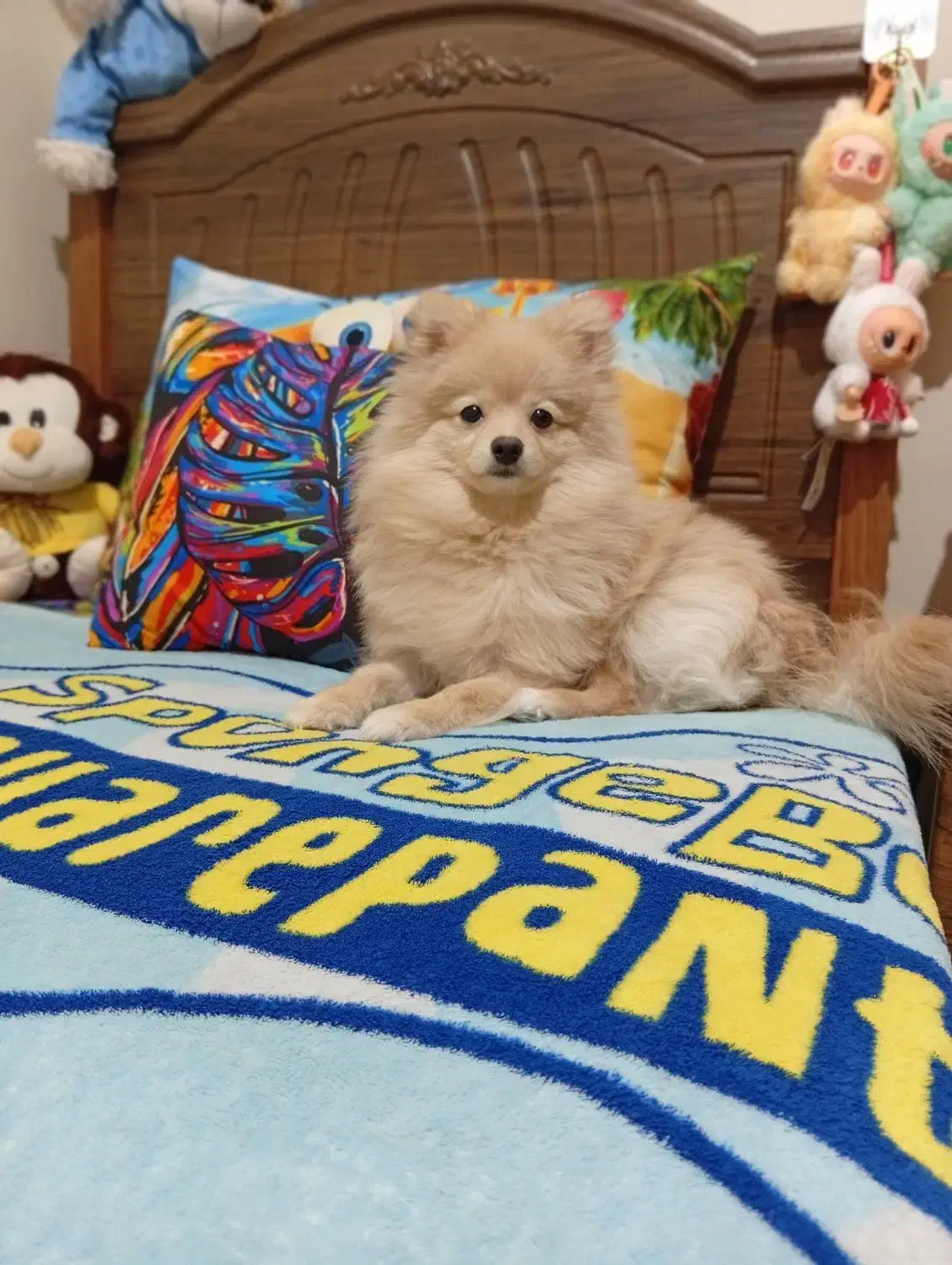 آقا چیکو پامر تربیت شده|سگ|تهران, شهرآرا|دیوار