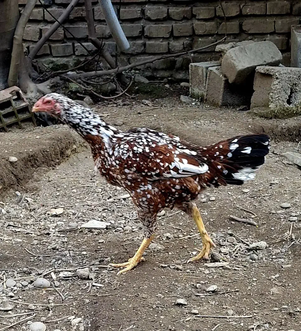 فروش جوجه لاری|حیوانات مزرعه|بابل, |دیوار