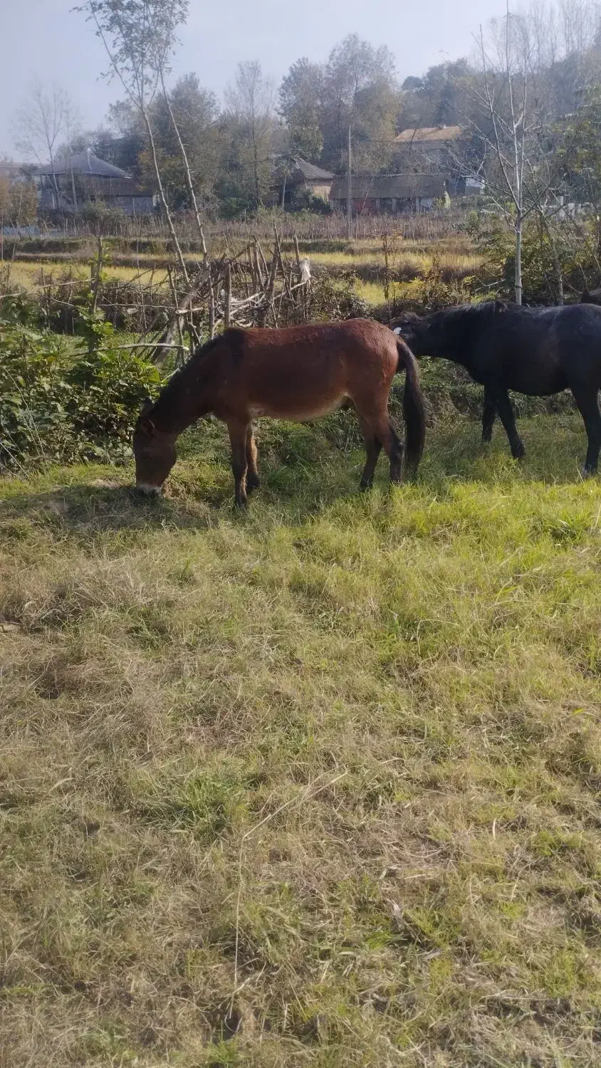 قاطر|حیوانات مزرعه|سیاهکل, |دیوار