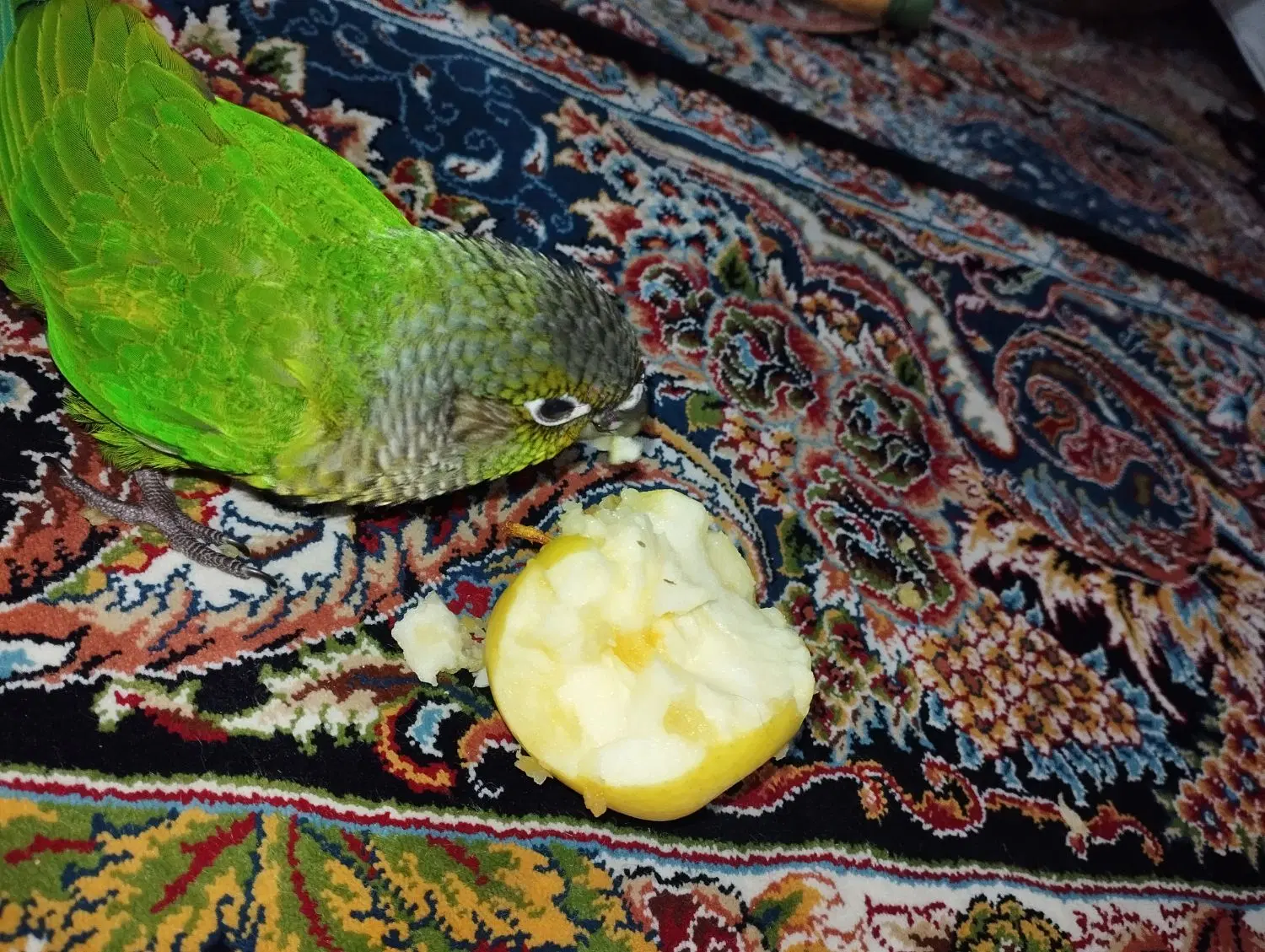 گرینچیک دستی|پرنده|تهران, افسریه شمالی|دیوار
