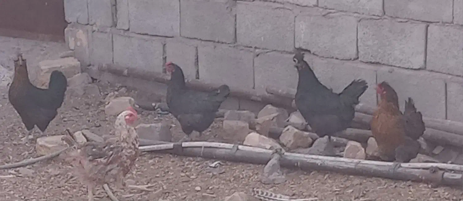 تخم مرغ محلی گلین نطفه دار|حیوانات مزرعه|رفسنجان, |دیوار