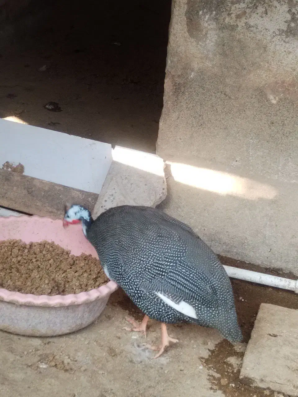 مرغ شاخدار سیساک|حیوانات مزرعه|هادی شهر, |دیوار