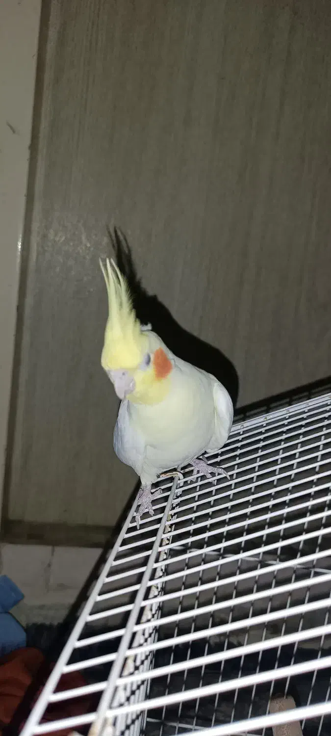 عروس هلندی مولد|پرنده|قدس, شهر‌قدس|دیوار